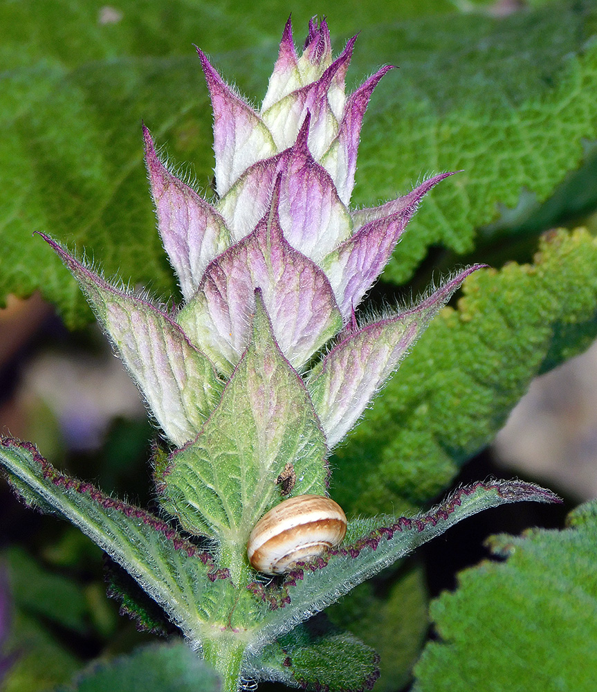 Plant Image
